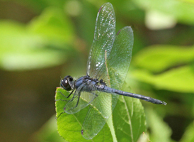 Double-ringed Pennant